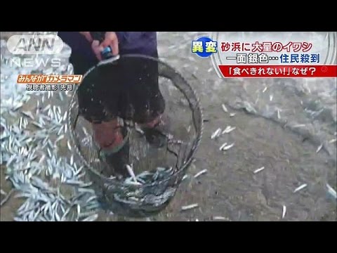 海岸にイワシの大群　住民大興奮　でも原因は・・・(15/12/15)