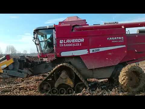 Suyun i&ccedil;inde Mısır bi&ccedil;imi/ Sakarya/Kaynarca