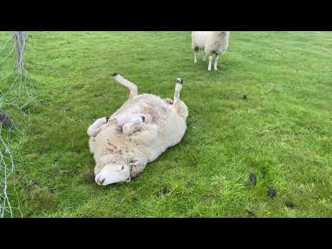 What to do if you see a sheep stuck on its back