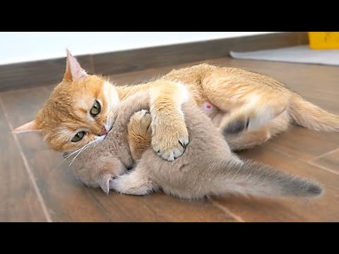 The way the mother cat loves her kitten is profoundly intense