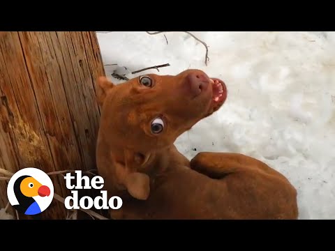 Puppy Abandoned In A Snowstorm Demands All His Dad's Attention Now | The Dodo