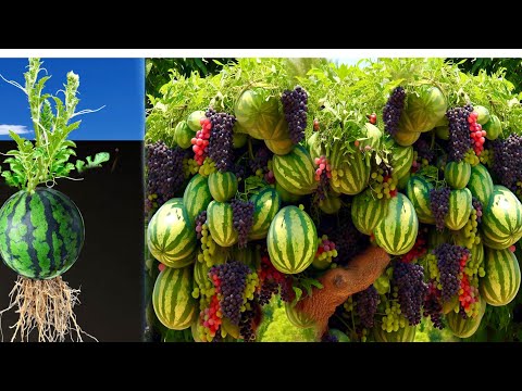 I Growing watermelon with Grape fruits Using Secret :Techniques,How To Grafting Tree