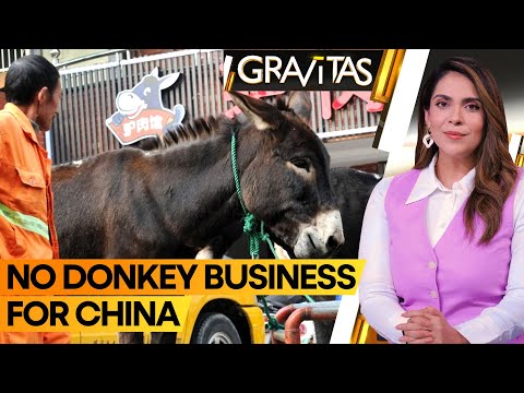 Africa, Brazil to ban donkey exports To China | Gravitas