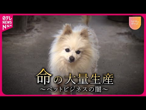 【NNNドキュメント】遺棄される犬たち&hellip; 元ブリーダーが語る&quot;ペットビジネスの闇&quot;　NNNセレクション