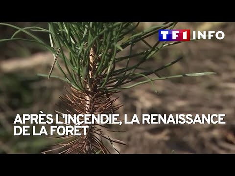 Apr&egrave;s l'incendie, la renaissance de la for&ecirc;t