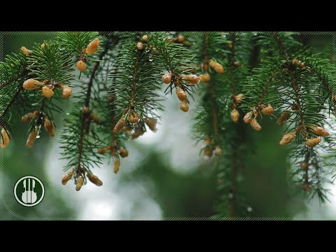 Rainy Forest Sounds for Sleeping, Meditation and Study 🌧️ 3 Hours White Noise Gentle Rain