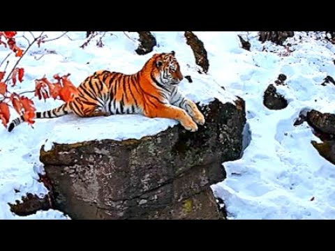 Siberian Tiger: The World's Most Powerful Predator