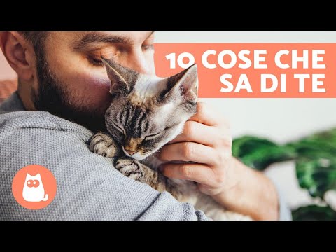 10 COSE che il tuo GATTO SA su di TE 🐱❤️ Scoprile!