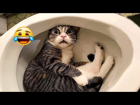 New Funny Animals 😅 Funniest Dogs And Cats Videos 2023🐶😺