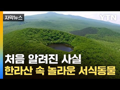 [자막뉴스] '엄청난 자연의 보고'...한라산 처음 조사해 봤더니 / YTN