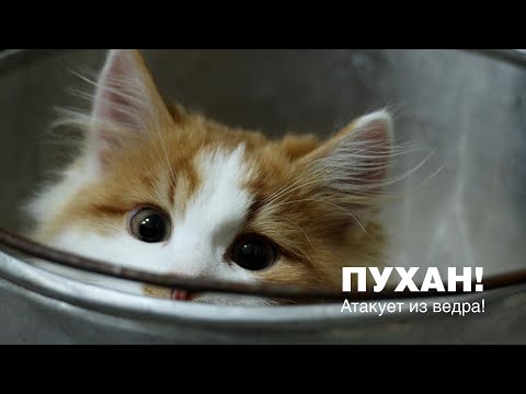 Пухан атакует из ведра