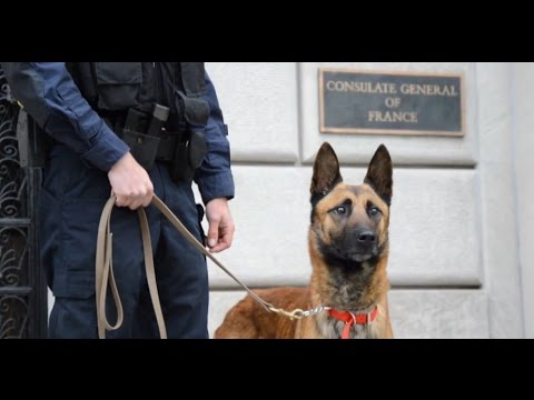 &quot;Libert&eacute;&quot;, le chien policier offert au RAID &agrave; New York