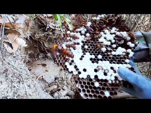 BALD FACED HORNET NEST REMOVAL,JAPANESE GIANT WASPS,ASIAN MURDEROUS HORNETS