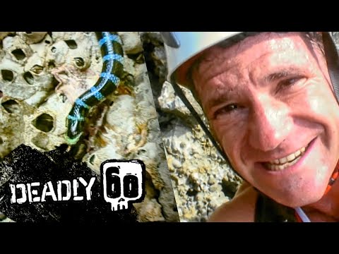 Rock Climbing for Snakes | Deadly 60 | BBC Earth Kids