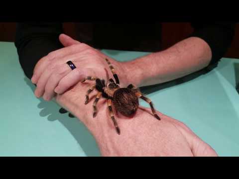 Mexican Red Knee Tarantula (Brachypelma smithi)