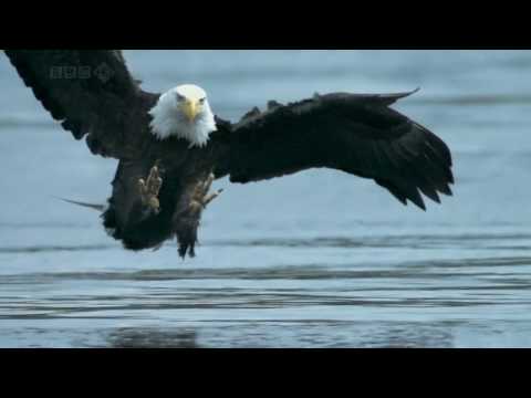 Bald Headed Eagle catches salmon