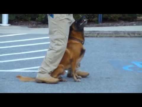 Police K9 Tactical Obedience Training