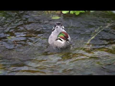 Falcated Ducks, Yokohama