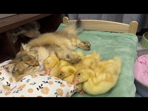 So funny and cute🤣! The kitten carried all three ducklings to bed and cuddled them tightly to sleep