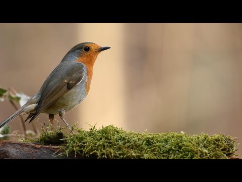 Реакция кота на звуки птиц ПЕНИЕ ПТИЦ ЗВУКИ ПРИРОДЫ. Видео для кошек