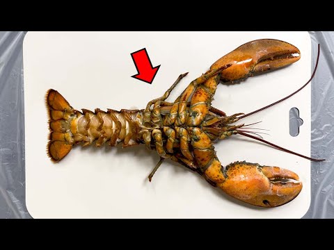 Strange Organ Inside a Lobster!! - LOBSTER Dissection