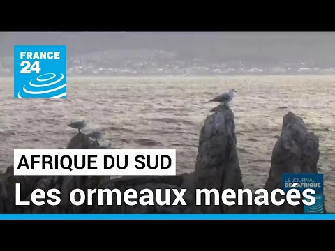 En Afrique du Sud, la survie de l'ormeau est menac&eacute;e par le braconnage &bull; FRANCE 24