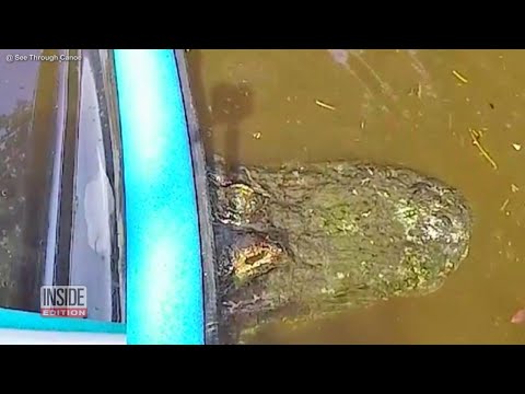 Florida Canoe Gets Stuck on Rock, Which Turns Out to Be Huge Alligator