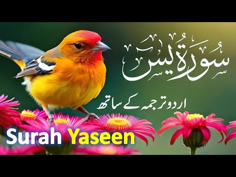 Surah Yasin ( Yaseen ) with Urdu Tarjuma | Quran tilawat | Episode 0012| Quran with Urdu Translation