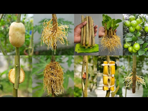 5 great ideas for propagation lemon trees