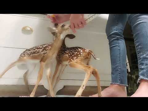 Bottletime Baby Deer Fawn | Magnolia Episode 9 |  Donations Needed!  www.magnoliafawnrescue.com