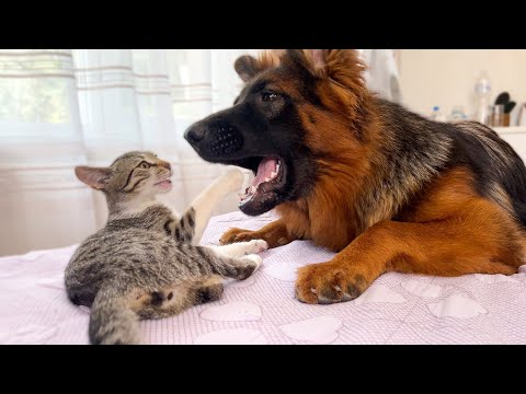 German Shepherd vs Kitten