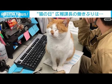 「さぁ撮りたまえ」　&ldquo;猫の日&rdquo;の広報課長でした(2023年2月22日)