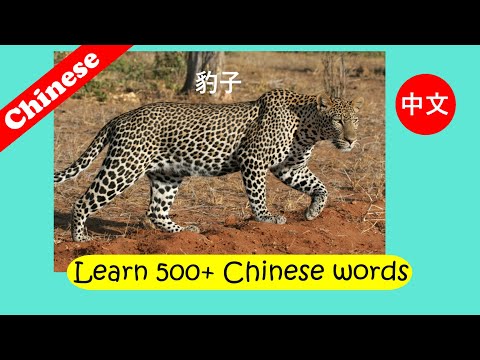 Learn Chinese for kids  [ Day 14.1 ]  Body | Animals | Baby | Food | Stationery | Flashcard Program