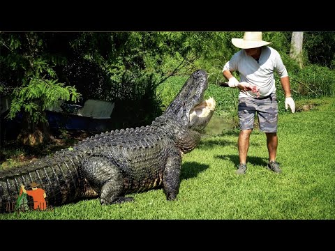 ALLIGATORS, HOW FAST ARE THEY? Alligator Alley Summerdale, AL