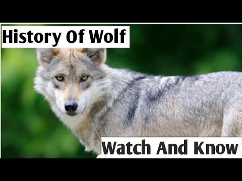 The History Of Wolf 