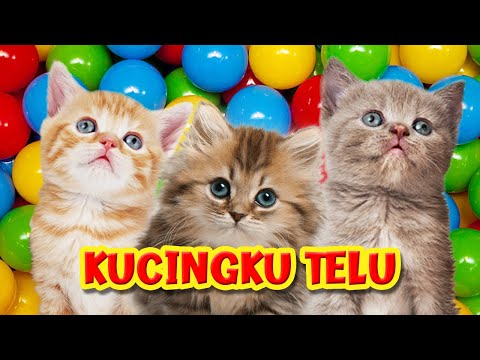 Lagu Kucingku Telu Kabeh Lemu Lemu (BARU) || Si Meong Kucing Lucu