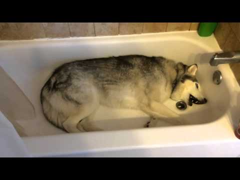 Siberian Husky temper tantrum