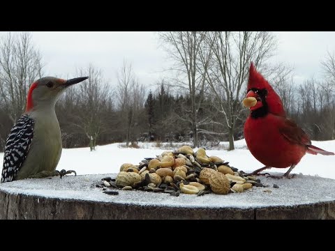 Fierce competition in the snow