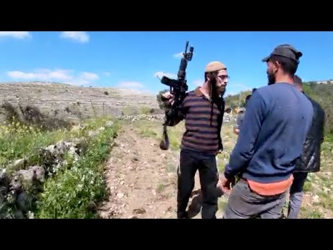 Settlers graze cows in Palestinian farmer&rsquo;s field and threaten him, Deir Nizam, 19 March 2021