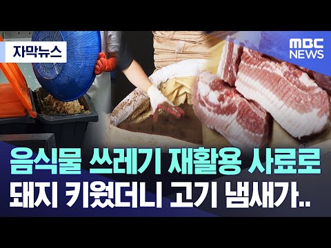 [자막뉴스] 음식물 쓰레기 재활용 사료로 돼지 키웠더니 고기 냄새가.. (MBC뉴스)