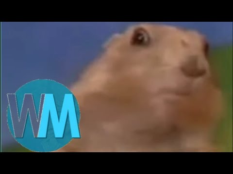 Top 5 hamster memes