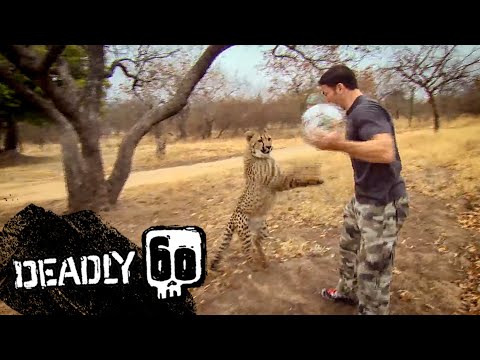 Cheetahs play football | Deadly 60 | BBC Earth Kids