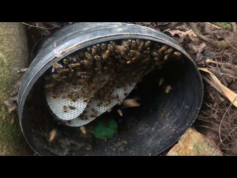 一脾蜂量左右蜂群，诱蜂桶诱来的蜜蜂这么小，这是哪里的问题呢？