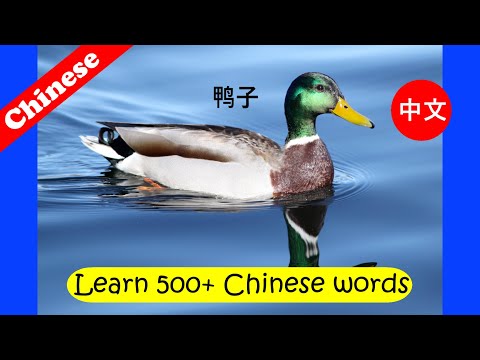 Learn Chinese for kids  [ Day 3.3 ]  Body | Animals | Baby | Food | Stationery | Flashcard Program