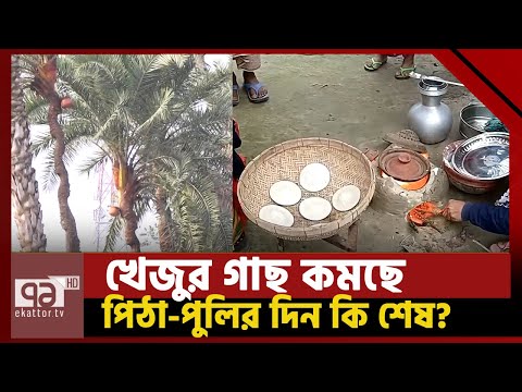 খেজুর গাছ কমছে: পিঠা-পুলির দিন কি শেষ? | একাত্তর সকাল | Ekattor TV