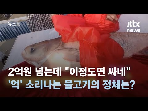 2억원 넘는데 &quot;이정도면 싸네&quot;&hellip;'억' 소리나는 물고기의 정체는? / JTBC 뉴스룸