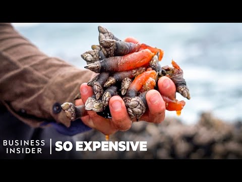 So Expensive Season 8 Marathon | So Expensive | Insider Business