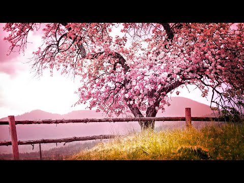 Beautiful Relaxing Piano Music For Stress Relief &bull; Beautiful Relaxing Music, Sleep Music