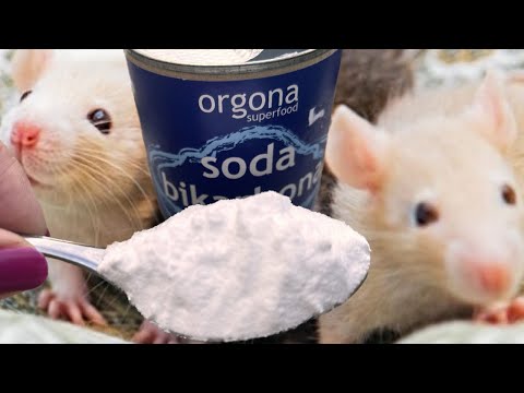 MICE AND RATS immediately run away from this natural remedy! Get rid of them now