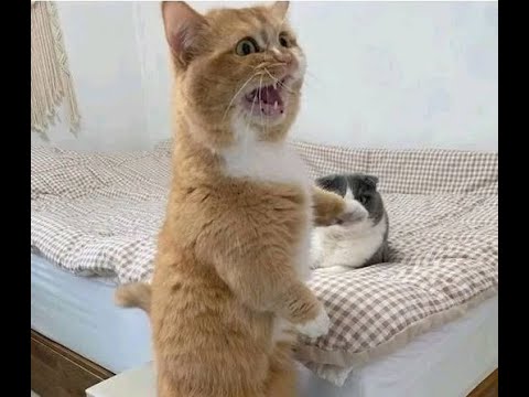 😺 Why do we need a second cat?! 🐈 Funny video with cats and kittens for a good mood! 😸